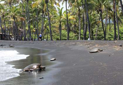 La plage de Punaluu Black Sand Beach