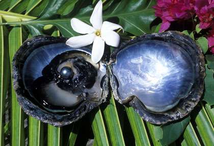 Les perles de Manihi