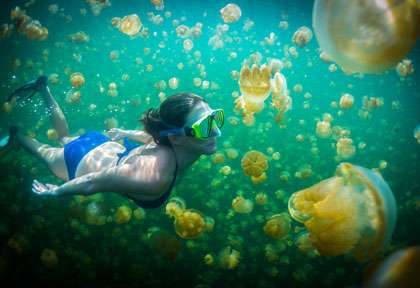 Jellyfish lake