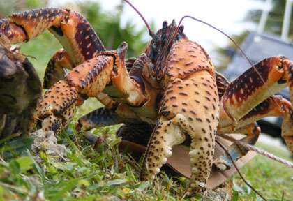 Crabe de Niue