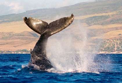 Baleines à bosse à Hawaii