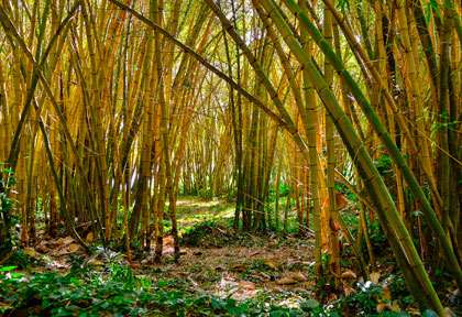 Foret de bambous à Hawaii