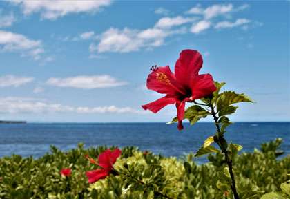 Hibiscus rouge à Hawaii