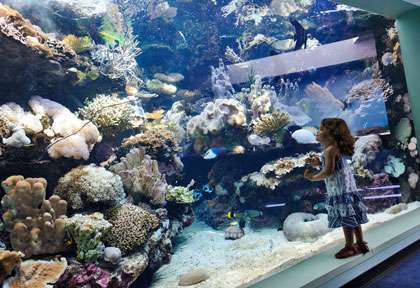 Aquarium des lagons de Nouméa