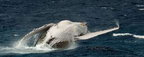 Baleine à bosse à Tonga © Nai'a - Mark Snyder