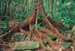 Tour du monde - Australie - Queensland - Rainforest © Tourism Queensland