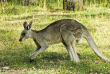 Tour du monde - Australie - Blue Mountains © Tourism New South Wales