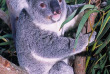 Tour du monde - Australie