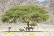 Egypte - Marsa Alam - Marsa Shagra Village