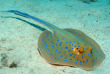 Egypte - Marsa Alam - Red Sea Diving Safari - Marsa Shagra