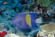 Egypte - Marsa Alam - Red Sea Diving Safari - Marsa Shagra