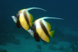 Egypte - Marsa Alam - Red Sea Diving Safari - Marsa Shagra
