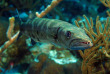 Egypte - Marsa Alam - Red Sea Diving Safari - Marsa Shagra
