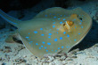 Egypte - Marsa Alam - Red Sea Diving Safari - Marsa Shagra