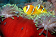 Egypte - Marsa Alam - Red Sea Diving Safari - Marsa Shagra © Dragica Kotnik