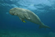 Egypte - Marsa Alam - Red Sea Diving Safari - Marsa Shagra © Borut furlan