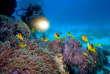 Egypte - Marsa Alam - Red Sea Diving Safari - Marsa Shagra
