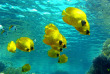 Egypte - Hamata - Red Sea Diving Safari © Monika Tersek
