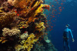 Egypte - Stage Apnée Marsa Shagra © Shutterstock - Mikhail Dudarev