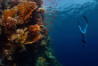 Egypte - Stage Apnée Marsa Shagra © Shutterstock - Mikhail Dudarev