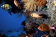 Fidji - Taveuni - Plongée à Sau Bay Fiji Retreat © Dennis Sabo, Shutterstock