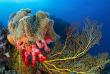 Fidji - Taveuni - Plongée à Sau Bay Fiji Retreat © Sascha Janson, Shutterstock