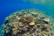 Fidji - Taveuni - Plongée à Sau Bay Fiji Retreat © Tui Tai