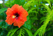 Fidji - Taveuni - Sau Bay Resort & Spa