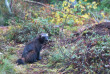 Nuit en petit affut au Boreal Wildlife Center