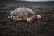 Hawaii - Big Island - Nature et culture dans le Volcanoes National Park