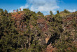 Hawaii - Big Island - Randonnée près des cratères volcaniques