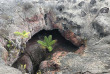 Hawaii - Hawai Big Island - Volcano National Park ©Pacifique à la Carte