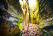 Hawaii - Big Island - Cratères et lava tubes