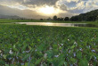 Hawaii - Kauai - Hanalei ©Pacifique à la Carte