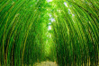 Hawaii - Maui - Route d'Hana ©Shutterstock, Donland