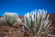 Hawaii - Maui - Haleakala National Park, Sabre d'argent ©Hawaii Tourism, Tor Johnson