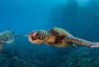 Hawaii - Maui - Croisière snorkeling à Molokini © Greg Lecoeur