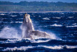 Hawaii - Maui - observation des baleines à Lahaina