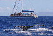 Hawaii - Maui - observation des baleines à Lahaina