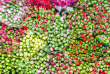 Hong Kong - Cultures et saveurs de Hong Kong © iStock, Meinzahn