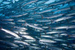 Micronésie - Palau - Ocean Hunter 3 - Fish'n Fins