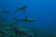 Micronésie - Palau - Sam's Tours © Christoph Hoppe