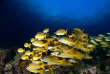 Micronésie - Palau - Solitude One © Aaron wong