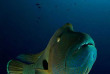 Micronésie - Palau - Solitude One © Aaron wong