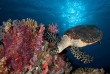 Micronésie - Palau - Solitude One © Torsten Velden