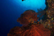 Micronésie - Palau - Solitude One