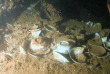 Micronésie - Truk - Truk Lagoon Dive Center - Heian Maru