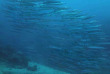 Nouvelle-Calédonie - Grande Terre - Bourail - Scub'addict