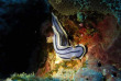 Nouvelle-Calédonie - Grande Terre - Bourail - Scub'addict