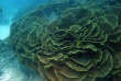 Nouvelle-Calédonie - Grande Terre - Bourail - Scub'addict